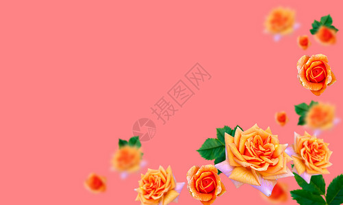三维空间素材坚实明亮的背景上的橙色玫瑰 将其放置在三维空间中 横幅背景或墙纸的概念 文字空间背景
