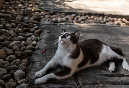 这只可爱的猫坐在公园里 街上的猫小猫生活猫咪毛皮眼睛树木花园街道孤独猫科猫科动物高清图片素材