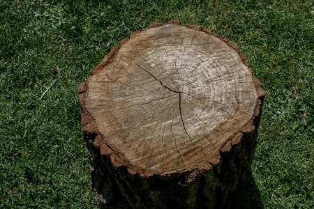 切切树桩生态日志森林植物环境树干季节砍伐木头原木老的高清图片素材