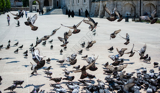 可爱的野鸽鸟生活在城市环境里存活飞行概念摄影斗争面包粮食营养自由野生动物背景