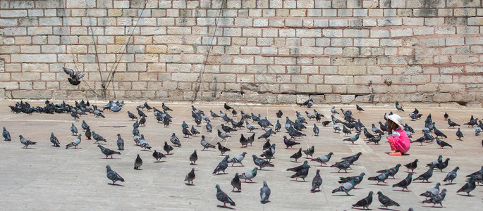 可爱的野鸽鸟生活在城市环境里公园羽毛面包喷泉粮食生存斗争荒野存活鸽子背景