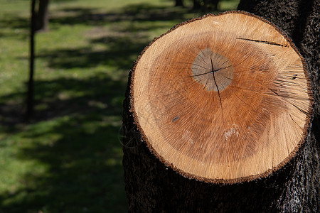 从公园的松树上切掉的日志环境木材树桩木头棕色荒野森林砍伐植物绿色吠高清图片素材