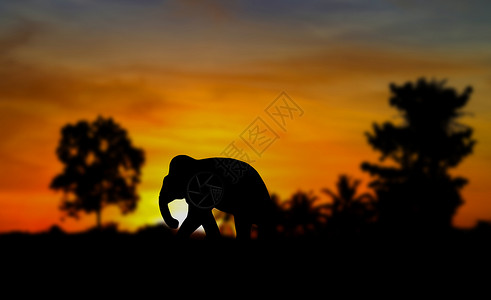大象剪影在黄昏的日落中行走的野生生物美丽 背景模糊 带复制空间添加文字文本Name背景