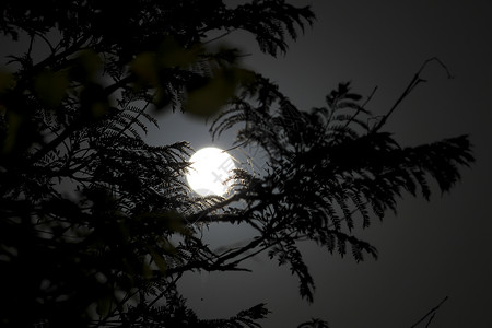 寻找发光你美丽的满月 在树枝后面天空阳光高度天文学地点蓝色阴影隐藏厄运月亮背景