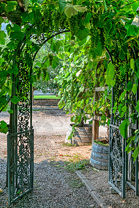 果味花园通往藤院的通道 通过铁石门背景