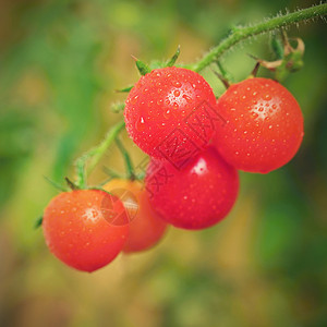 小樱桃边框美丽的小樱桃新鲜西红柿 健康的蔬菜 有机食品花园农场植物饮食烹饪营养园艺食物温室生长背景
