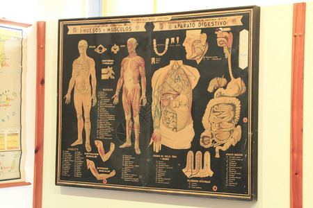 人类身体带有人体器官的旧的解释性页背景