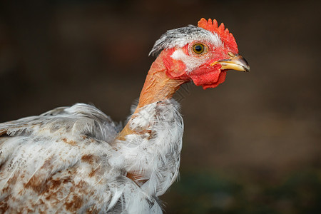 领颈 年轻的鸡肉肖像公鸡男性农场稻草宠物家禽眼睛波峰羽毛生活小鸡高清图片素材