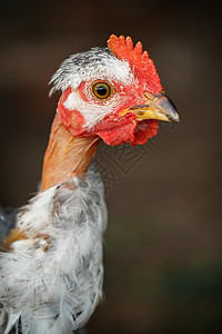 领颈 年轻的鸡肉肖像公鸡生活男性波峰农业花园小鸡农家院宠物动物国内的高清图片素材
