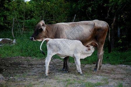 奶牛和牛奶小牛挤奶工高清图片