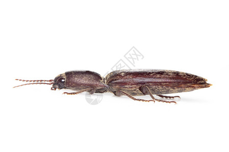 长毛甲虫向上春季甲虫高清图片