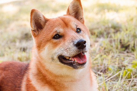日本国内最高峰秋田犬在公园散步 漂亮的狗 夏天和狗一起散步 草地上的狗 印刷产品的狗照片概念 可爱的狗日历晴天幸福宠物小狗犬类哺乳动物朋友柴犬背景