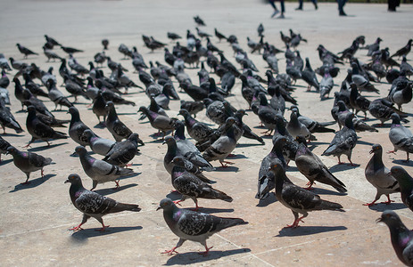 可爱的野鸽鸟生活在城市环境里公园野生动物喷泉羽毛鸽子营养存活概念街道面包背景