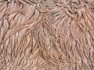蓬松的湿棕色马冬季毛皮 动物海季节雪花戒指头发村庄底毛宠物隐藏野生动物皮肤背景图片