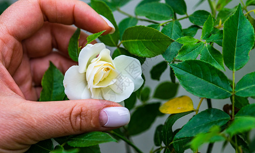 女人手中的白玫瑰花朵玫瑰背景女士绿色植物群白色花瓣背景图片