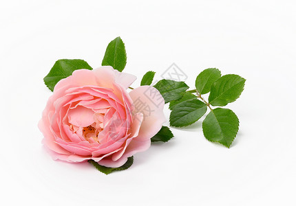 花朵美丽 白色背景的绿叶子和美丽的花朵 盛开的粉红玫瑰芽礼物宏观植物花瓣花束叶子生日玫瑰念日庆典背景图片