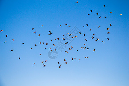 动态素材鸽子鸟群在天空中飞翔移民生活自由粒子运动迁移鸽子航班鸟类美丽背景