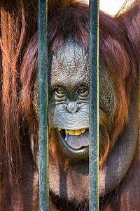 笼子里的奥兰古坦女性自由环境哺乳动物金属灵长类动物园橙子荒野野生动物印度尼西亚高清图片素材