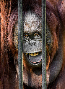 笼子里的奥兰古坦丛林哺乳动物栅栏动物监狱自由橙子灵长类荒野动物园濒危高清图片素材