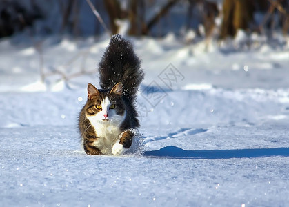 可爱雪虎黑白猫在深雪中行走虎斑毛皮短发小猫蓝色冻结猫科家庭哺乳动物爪子背景