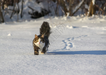 淡斑霜黑白猫在深雪中行走猫咪尾巴季节短发头发小猫家庭蓝色耳朵胡须背景