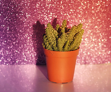 闪光背景上的仙人掌辉光干旱微光生长植物顶针卡片房间浮华园艺背景图片