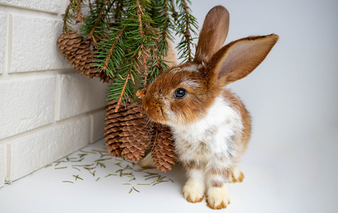 一只可爱的棕色兔子坐在花瓶旁 上面有一束带锥子的圆形树枝 圣诞 新年 复活节 家畜饲养的概念庆典高清图片素材