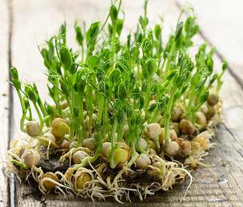 小豌豆灰色木制桌边的绿豆芽 健康和美味的食物 脱毒蔬菜桌子绿色生长营养农业沙拉工作室植物种子背景