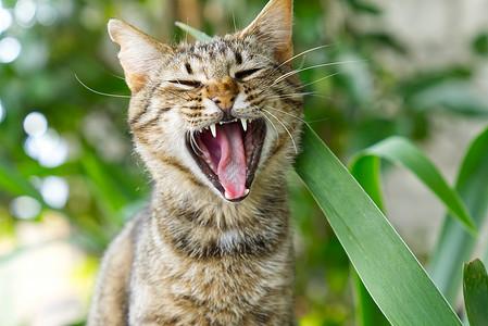 哈咪猫爱意在绿草背景上贴近哈网猫的肖像 非小鼠猫猫科动物成人小猫公园草地健康花园浣熊猫咪胡须背景