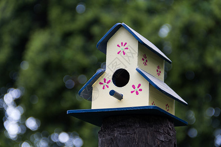 春天 在树干上涂有鸟的手工造房爱好木头野生动物栖息地动物工艺森林房子树屋盒子背景图片