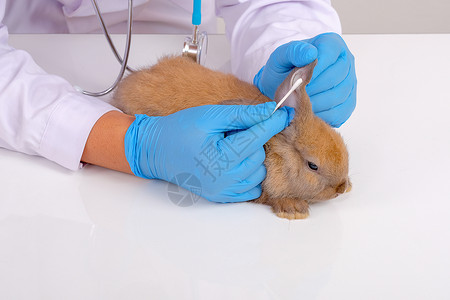 生病的兔子配有蓝手套的兽医利用棉芽检查和触摸兔子耳朵的损伤或伤疤背景