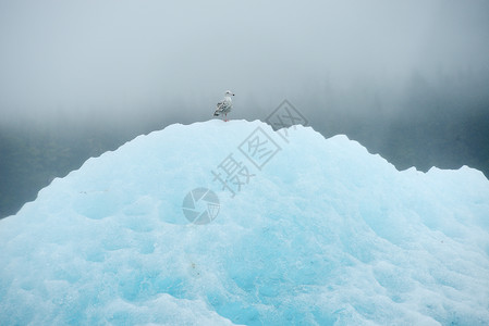 蓝色冰山海洋冻结海岸漂浮气候冰川危险熔化高清图片素材