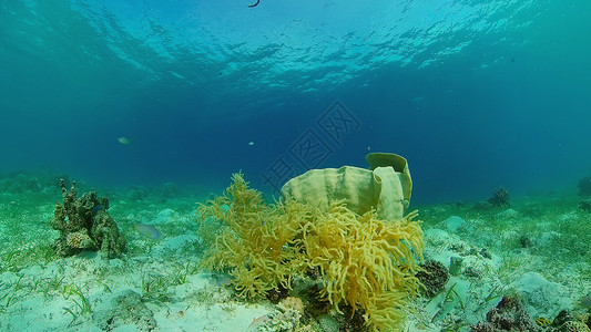 水下珊瑚礁和热带鱼 菲律宾生活潜水旅行风景理念动物热带珊瑚浮潜蓝色背景图片