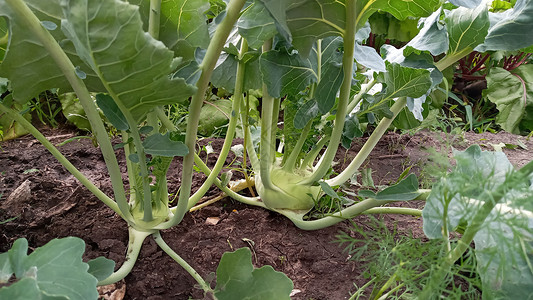 生长在庭院里的大头菜卷心菜 蔬菜床上的大头菜或萝卜白菜维生素饮食食物栽培叶子乡村生活收成花园厨房背景图片