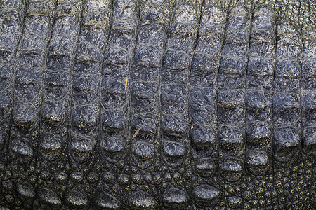 鳄鱼头部的特写鳄鱼皮的图像 抽象背景 野生动物背景