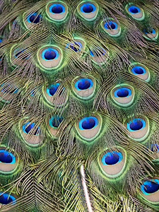 孔雀PNG孔雀羽毛的图像 野生动物热带装饰金子母鸡风格异国蓝色艺术圆圈墙纸背景