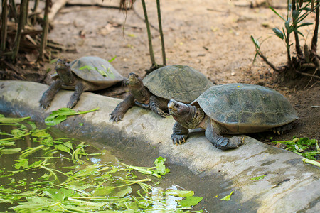 巨型亚洲池塘龟 亚洲巨型Terrapin在地板上的照片水龟宠物眼睛热带荒野动物野生动物环境黄头生态背景图片