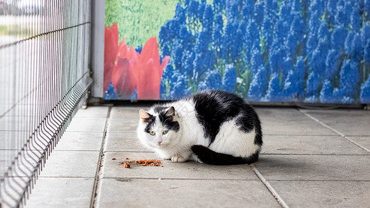 舔舔天平黑白流浪猫在人行道上吃食物动物生存荒野饥饿寂寞胡同猫科动物头发流浪宠物背景