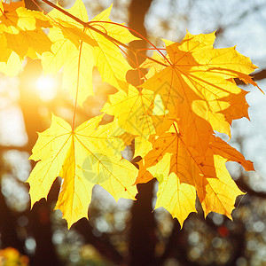 丰富多彩阳光秋天公园落下的多彩明媚的叶子背景季节金子森林橡木晴天场景阳光南瓜风景背景