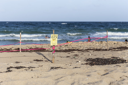 海龟巢濒危生活海滩旅行乌龟野生动物生态警告海岸爬虫高清图片