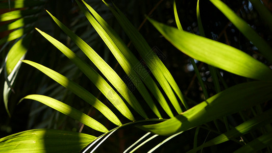 异国情调的丛林雨林热带气氛 亚马逊森林或花园中棕榈新鲜多汁的叶子 对比深色天然绿色植物茂密的树叶 常绿生态系统 天堂美学背景照射背景图片