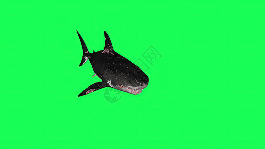 3d鲨鱼素材3d 插图绿屏中的鲨鱼背景海洋潜水眼睛捕食者3d生物野生动物牙齿模型绿色背景
