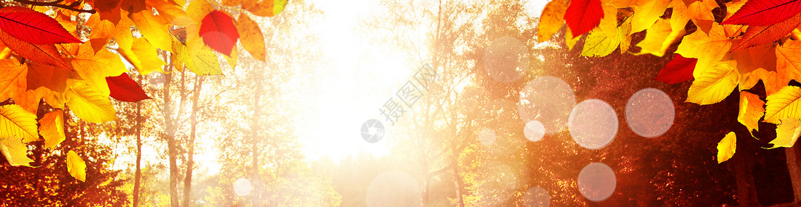丰富多彩阳光秋天公园落下的多彩明媚的叶子感恩植物群植物橡木金子南瓜场景太阳阳光季节背景