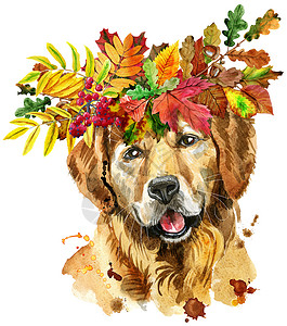 花环水彩带假花环的金毛猎犬水彩肖像背景