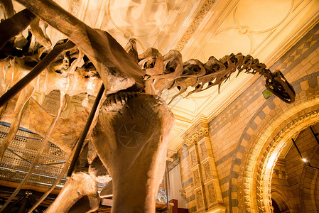 伦敦自然历史博物馆的长颈恐龙骨架考古学高清图片素材