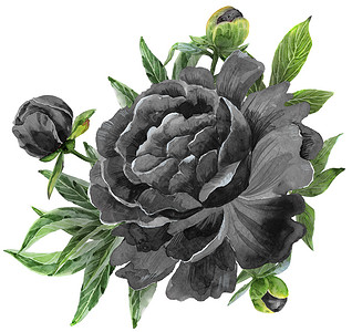 假昙花花蕾花的黑色的高清图片