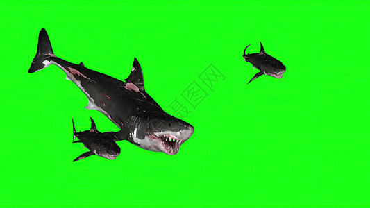 3d鲨鱼素材3d 插图绿色背景上的鲨鱼濒危色度眼睛野生动物渲染屏幕潜水游泳攻击海洋背景