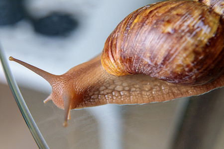 鼻涕虫玻璃一只大蜗牛爬过玻璃桌 摇晃着天线异国叶子植物动物媒体蜗牛壳主题社交生活喇叭背景