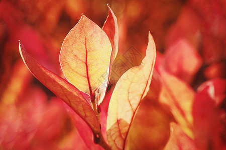 秋天的自然氛围 充满活力的树叶颜色 — 橙红色调的蓝莓丛背景图片