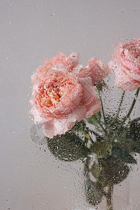 孤立的粉红玫瑰礼物白色的高清图片